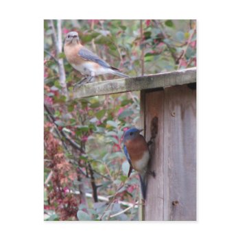 Bluebird Pair Postcard postcard