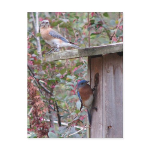 Bluebird Pair Postcard postcard