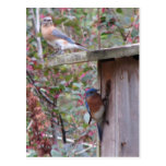 Bluebird Pair Postcard