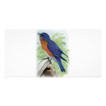 Bluebird photo cards