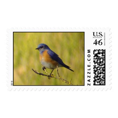 Bluebird Postage