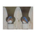 Bluebird postcards by LesaGale Bluebird postcards