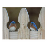 Bluebird postcards