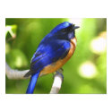 Bluebird Poster posters
