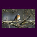 Bluebird posters