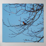 Bluebird posters