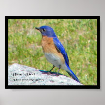 Bluebird Print