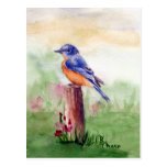 Bluebird Song Postcard