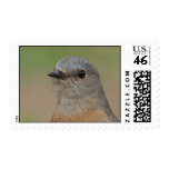Bluebird Stamp, Female