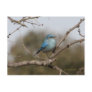 BLUEBIRD - TREE - 2 - 2009 POST CARD