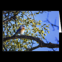 Bluebird Under The Mistletoe Greeting Card cards