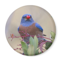 Bluebird with Berry magnets