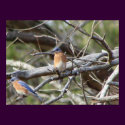 BlueBirds posters