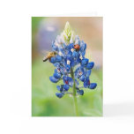 Bluebonnet Buddies - Greeting &amp; Note Cards