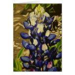 "Bluebonnet" by Jenny Koch