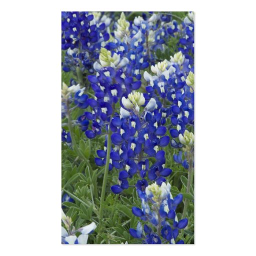 Bluebonnet Field Flowers Florist Business Card (back side)