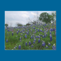 Bluebonnet Hill postcards