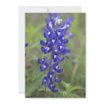 Bluebonnet Invitation Cards