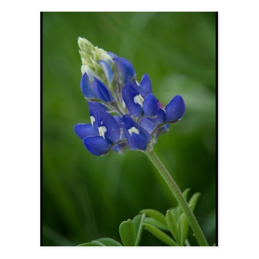 Bluebonnet Post Card