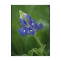 Bluebonnet postcards