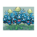 Bluebonnet Postcard