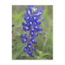 Bluebonnet Postcard