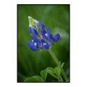 Bluebonnet posters