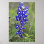 Bluebonnet Poster