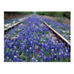 Bluebonnet Railroad Post Card