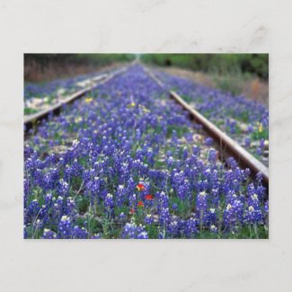 Bluebonnet Railroad postcard