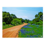 Bluebonnet Road Postcard