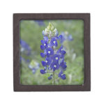 Bluebonnet Wildflower Photo premium gift boxes