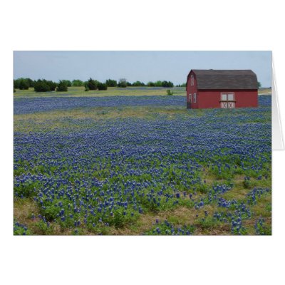 Bluebonnets and a Red Barn Cards by DesertShaman