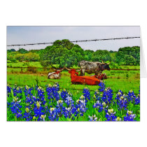 Bluebonnets and Longhorns, Texas Hill Country Card