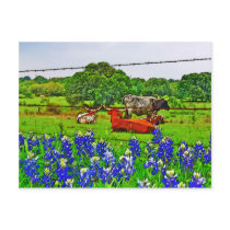 Bluebonnets and Longhorns, Texas Hill Country Postcards