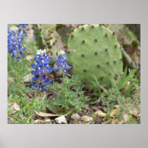 Bluebonnets and Prickly Pear Poster