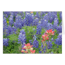 Bluebonnets cards