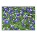 Bluebonnets in a field cards