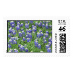 Bluebonnets in a field postage