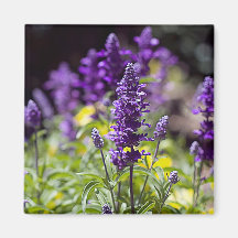 Bluebonnets Magnets