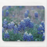 Bluebonnets