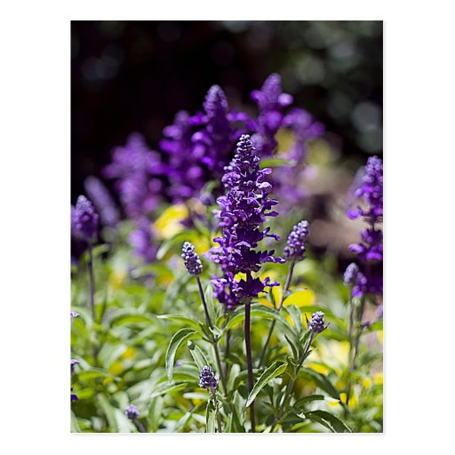Bluebonnets Post Cards