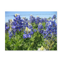 Bluebonnets Postcard