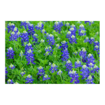 Bluebonnets Poster