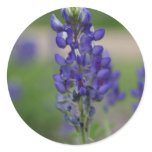 BlueBonnett stickers