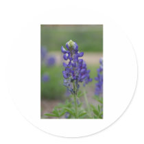 BlueBonnett stickers