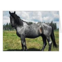 Blueboy cards by UnitedPegasus Blueboy cards