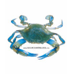 BlueCrabBlues Collection
