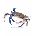 BlueCrabBlues Collection