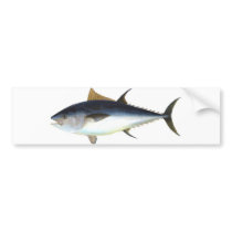 Bluefin Tuna illustration Bumper Sticker